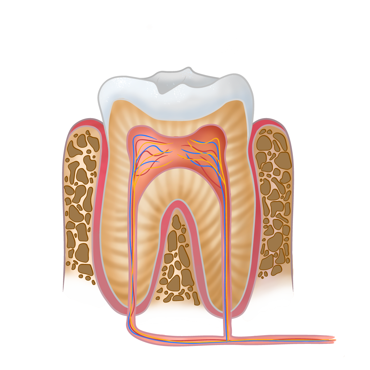 Tooth Cross-Section